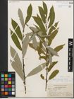 Foto von Salix humilis Marshall